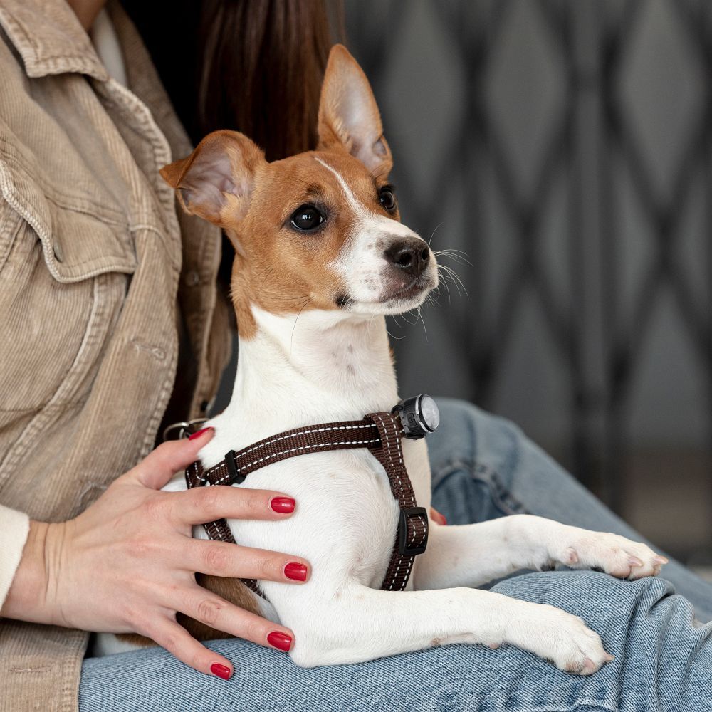 Wiederaufladbares Hundelicht für mittelgroße und große Hunde UMO24011 – Bild 11