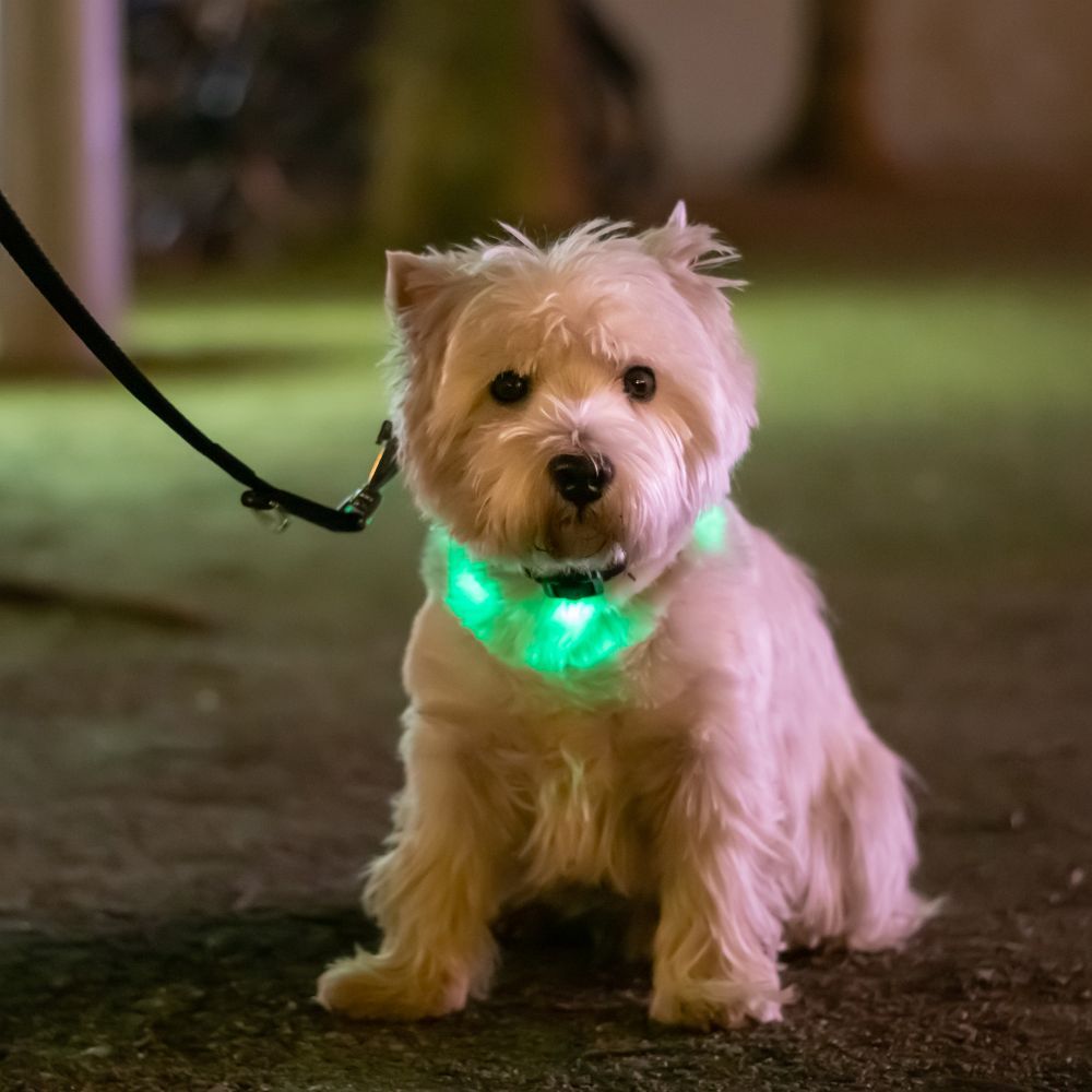 Silikon LED-Hundehalsband LLFG24034 – Bild 9
