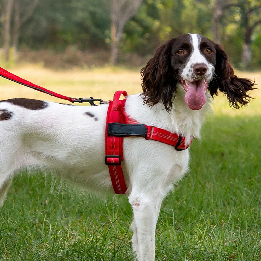 Hundegeschirr REFLECTIVE SILK Größe XS rot – Bild 4